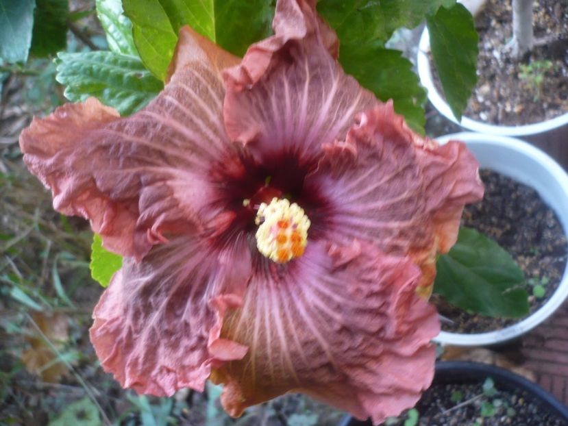 P1510200 - HIBISCUSI 2021-4