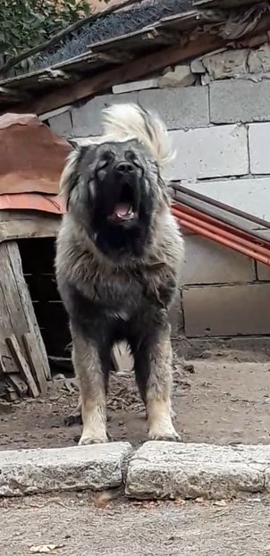 Screenshot_20201008-140716_Video Player - Ciobanesc caucazian