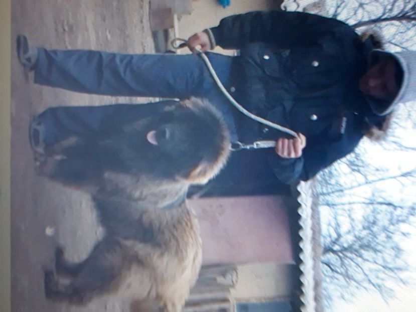  - Ciobanesc caucazian