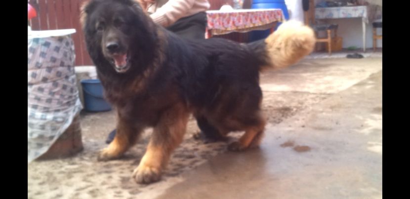 Screenshot_20200212-173718_Video Player - Ciobanesc caucazian