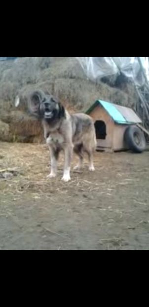 Screenshot_20200205-201759_Video Player - Ciobanesc Carpatin