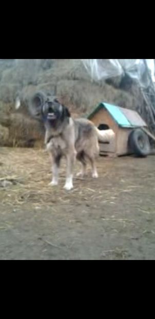 Screenshot_20200205-201751_Video Player - Ciobanesc Carpatin