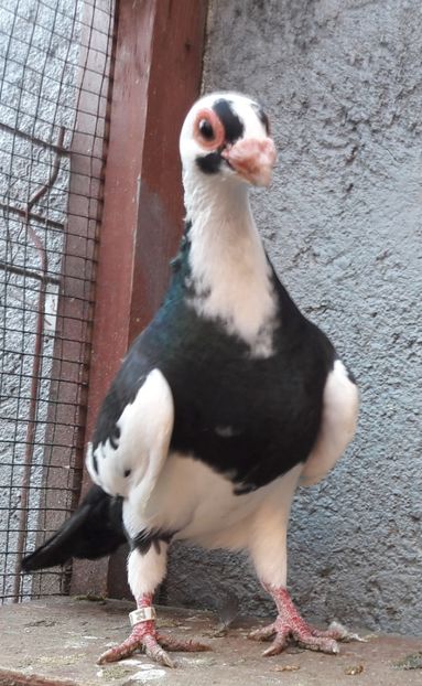 F 2021 - Carunculați 2021