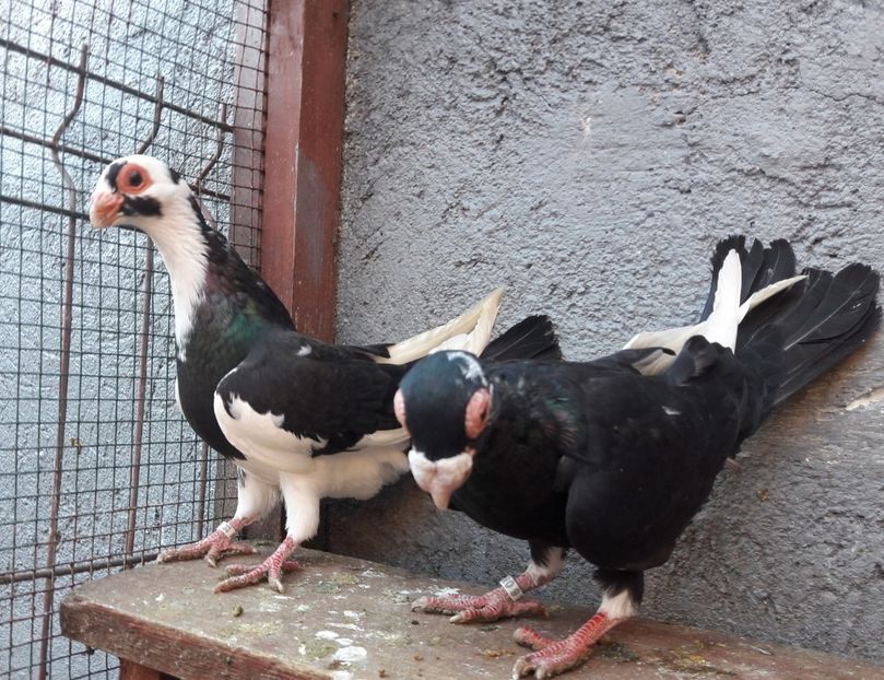 Pui bălțați 2021 - Carunculați 2021