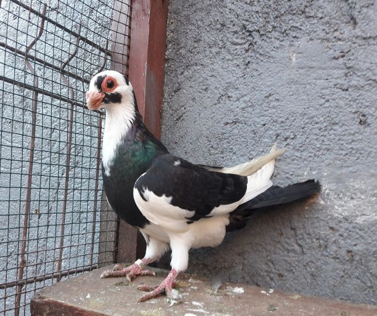 Pui 2021 - Carunculați 2021