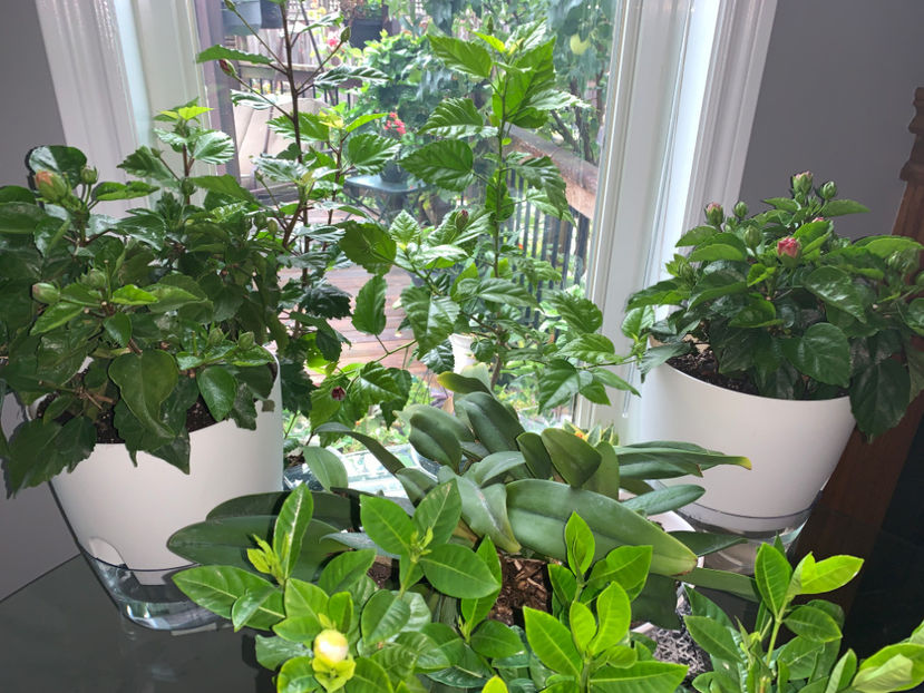 - Plante de interior 2021