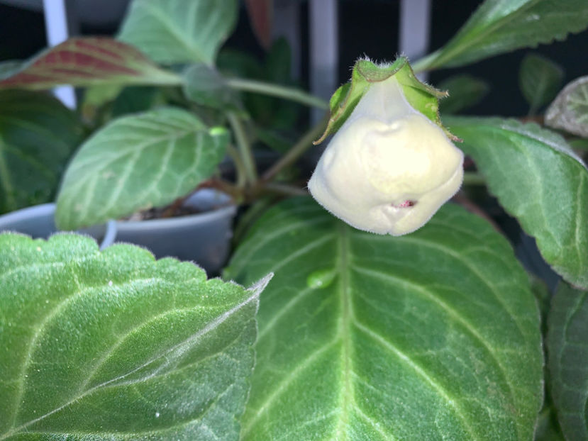 :-) - Gloxinia 2021
