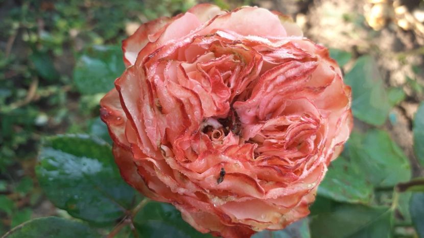 Kahala - Trandafiri 2021