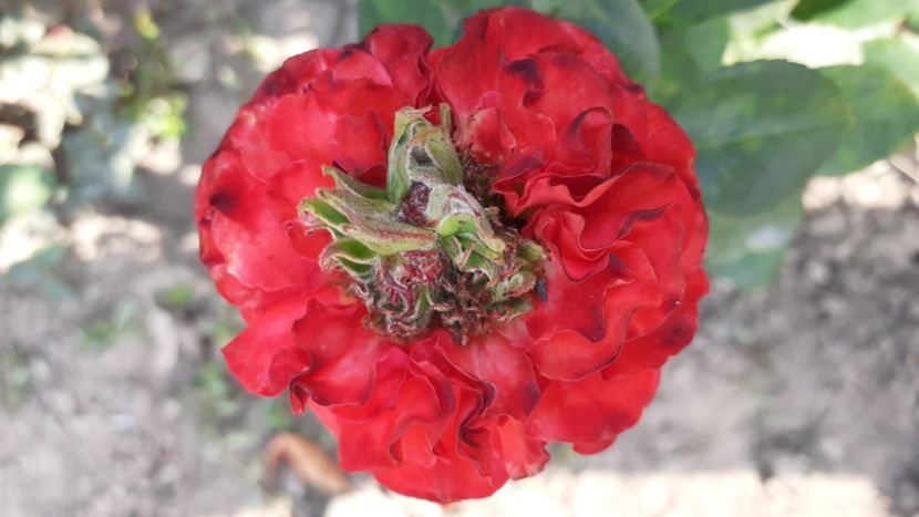 Ivanhoe - Trandafiri 2021