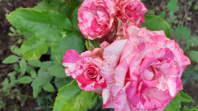 Magic Hit - Trandafiri 2021