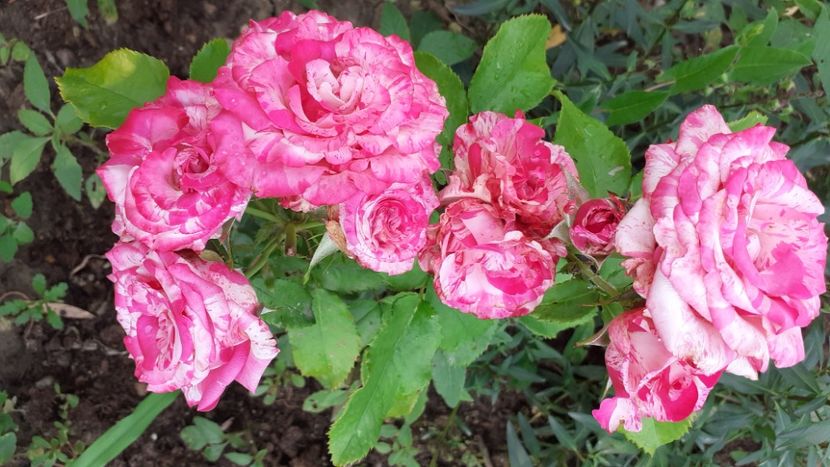 Magic Hit - Trandafiri 2021