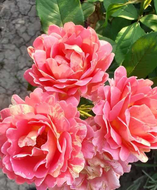 Rosa de Cisterciens - Trandafiri 2021