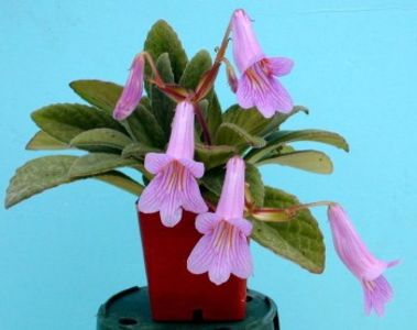 foto net - Silver Surfer