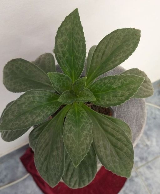 3 octombrie 2021 - Silver Surfer