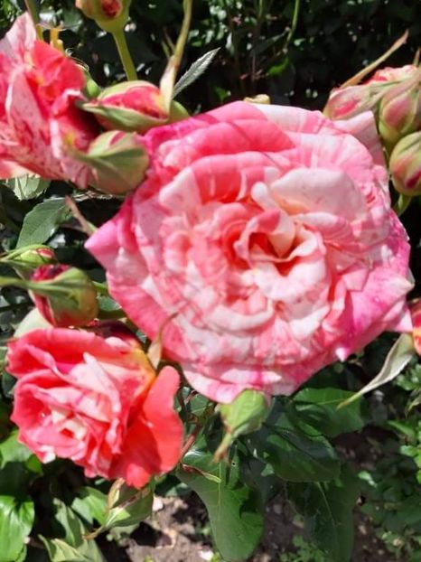 received_232519348701209 - Trandafiri 2021