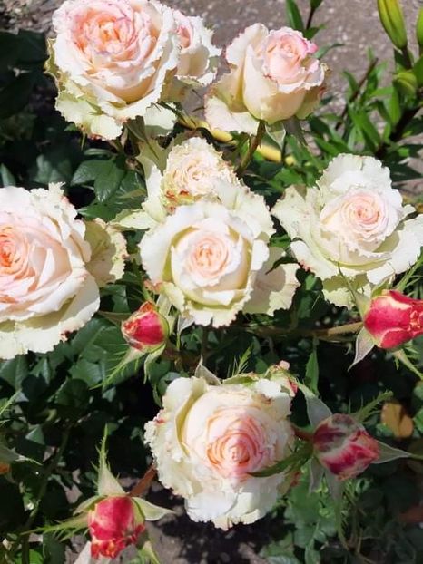 received_334832798271664 - Trandafiri 2021