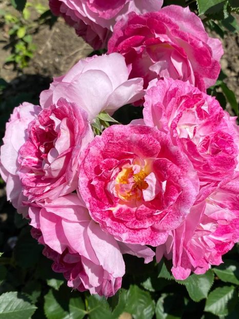 received_527087088313619 - Trandafiri 2021