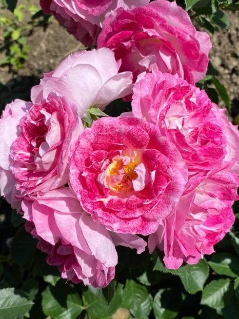 received_486046772624713 - Trandafiri 2021