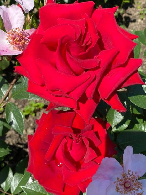 received_1459243631102450 - Trandafiri 2021