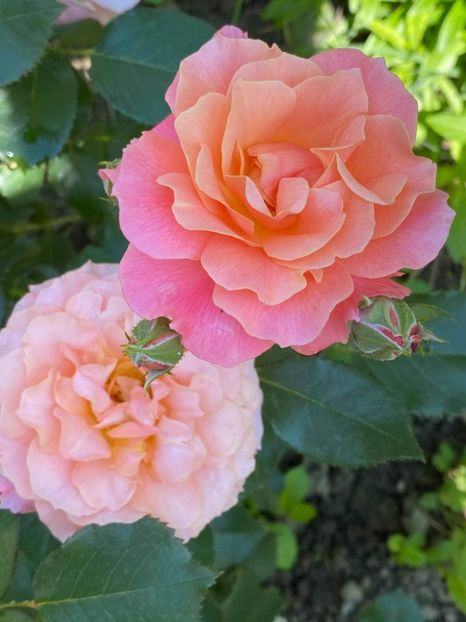 received_346933750102838 - Trandafiri 2021