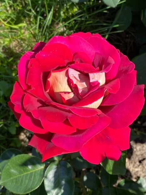 received_833831130672845 - Trandafiri 2021