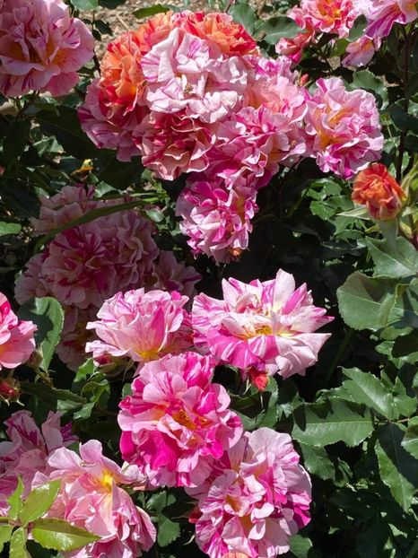 received_914890432418276 - Trandafiri 2021