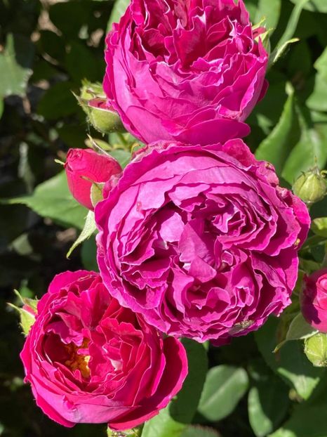 received_211529560802199 - Trandafiri 2021