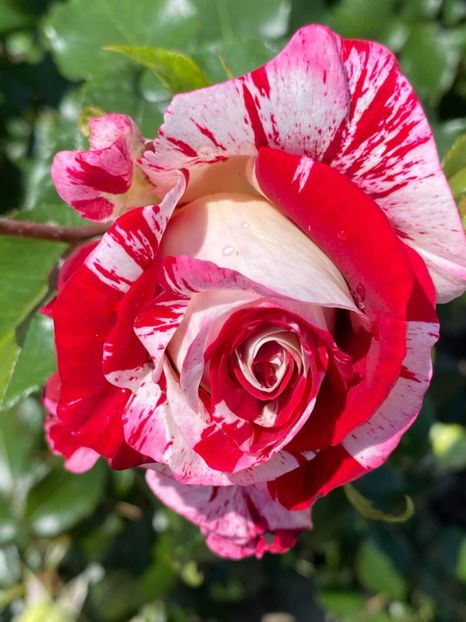 received_252317063334442 - Trandafiri 2021