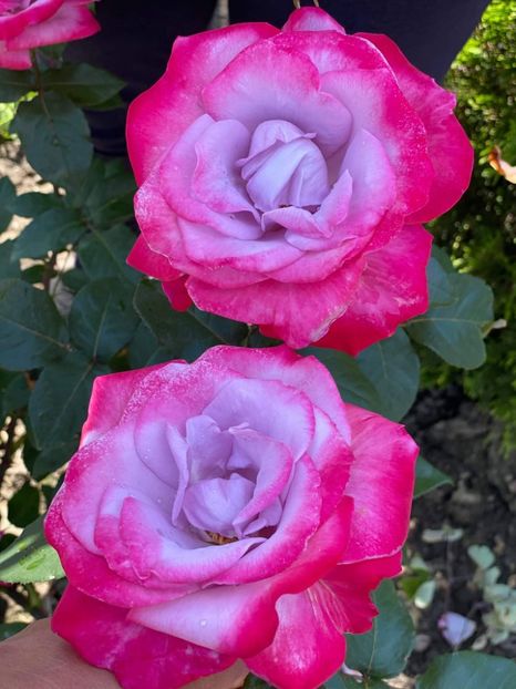 received_1457453204603702 - Trandafiri 2021