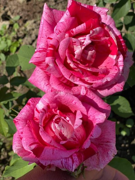 received_314530677015362 - Trandafiri 2021