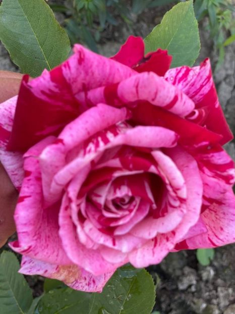 received_478842333177823 - Trandafiri 2021