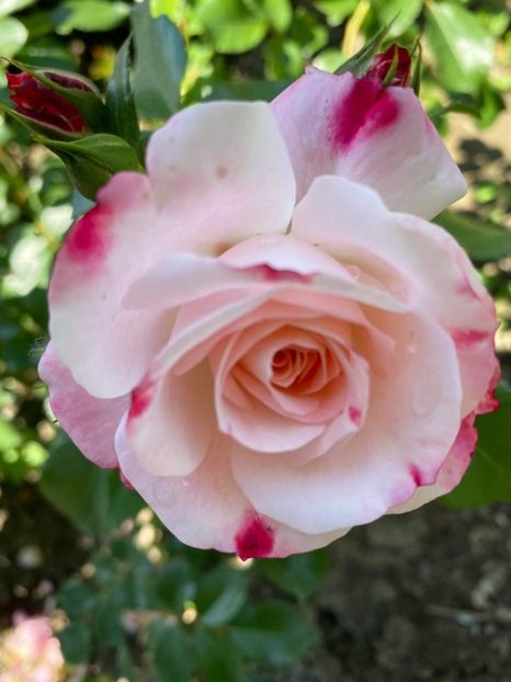 received_974069716687401 - Trandafiri 2021