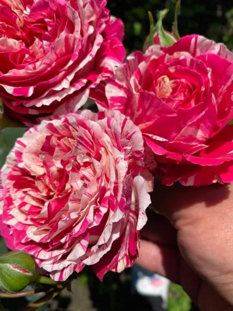 received_877833156277726 - Trandafiri 2021