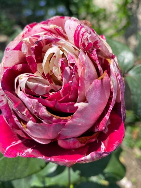 received_1879200848908096 - Trandafiri 2021