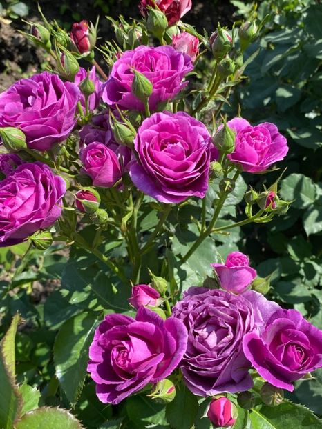 received_817189578903700 - Trandafiri 2021