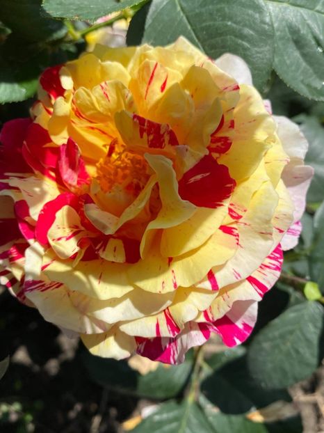 received_401874224278123 - Trandafiri 2021