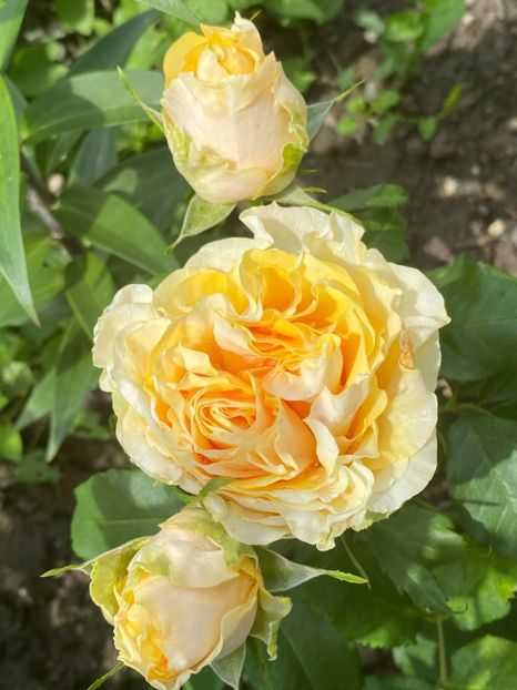 received_3966077386842065 - Trandafiri 2021