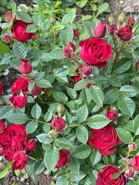 received_480885743005822 - Trandafiri 2021