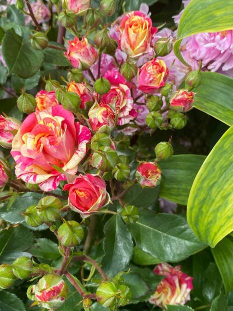 received_480504266370821 - Trandafiri 2021