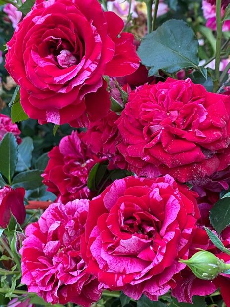 IMG-20210616-WA0105 - Trandafiri 2021