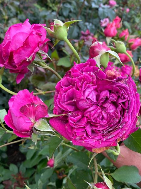 IMG-20210616-WA0082 - Trandafiri 2021