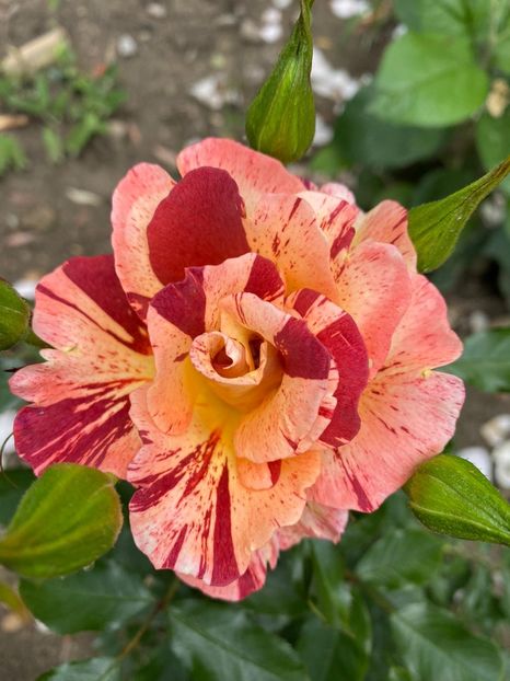 IMG-20210616-WA0078 - Trandafiri 2021