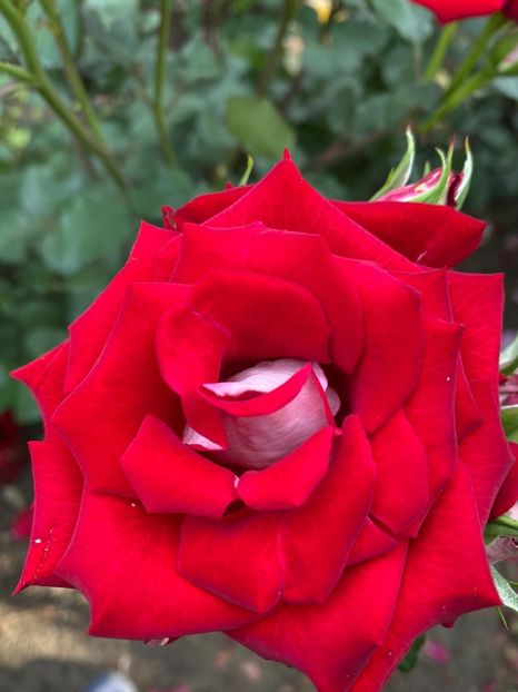 IMG-20210616-WA0005 - Trandafiri 2021