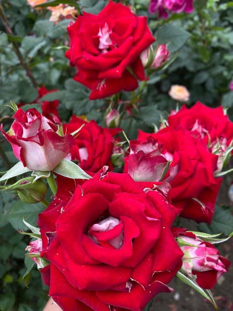 IMG-20210616-WA0007 - Trandafiri 2021