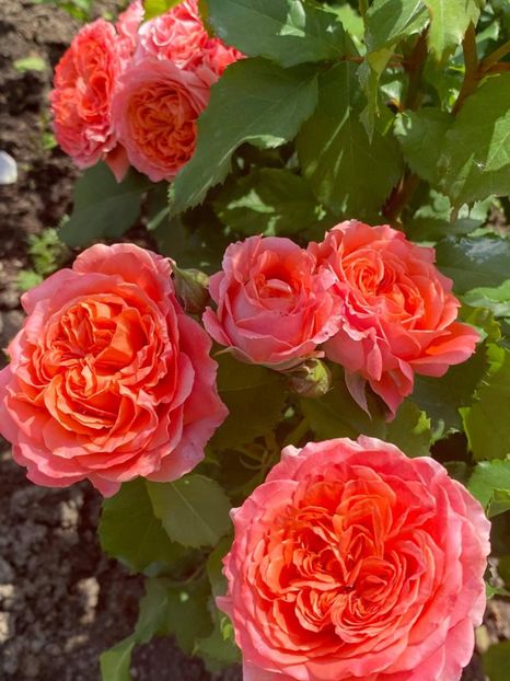 received_267716225038579 - Trandafiri 2021