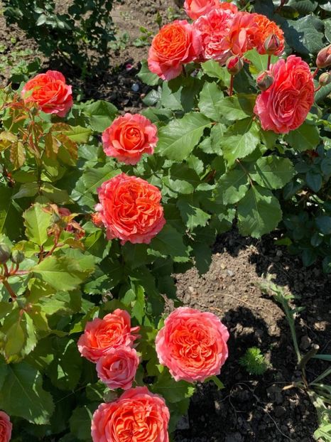 received_255889239625068 - Trandafiri 2021