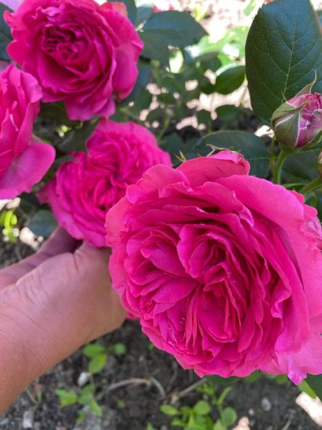 received_4474817975880499 - Trandafiri 2021