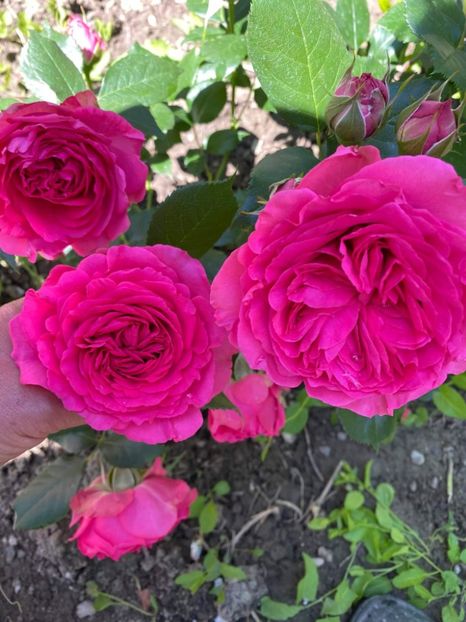 received_798418790859302 - Trandafiri 2021