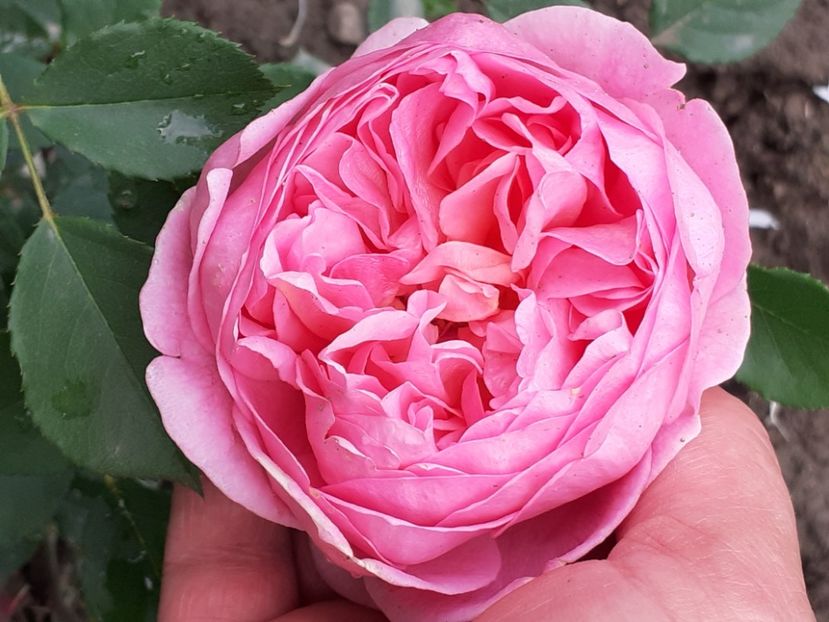 Leonardo da Vinci - Trandafiri 2021