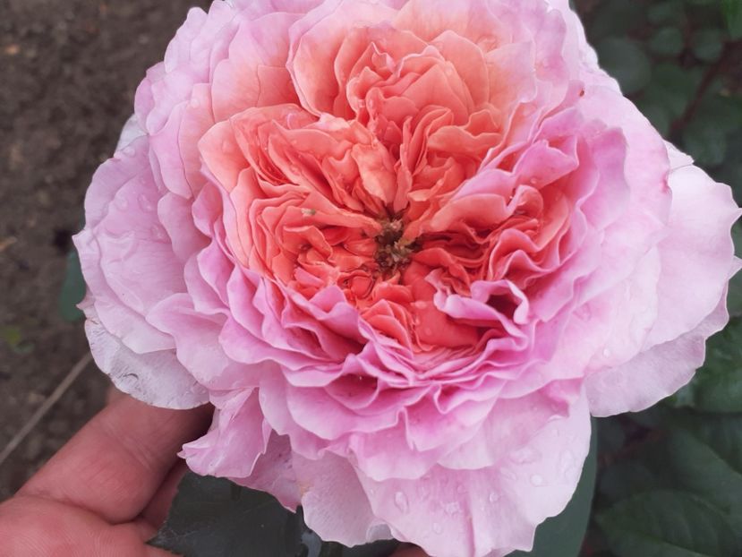 Eisvogel - Trandafiri 2021